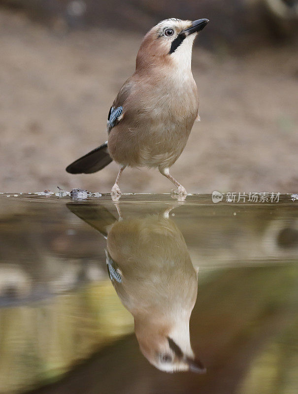 欧亚松鸦(Garrulus glandarius)饮酒